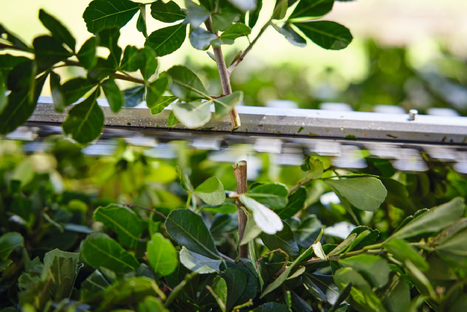 Akumulatorowe nożyce do żywopłotu STIHL HSA 40 (zestaw)